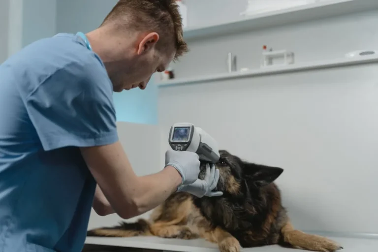 Dial A Vet Expands to Canada, USA, and UK, Making Veterinary Care More Affordable
